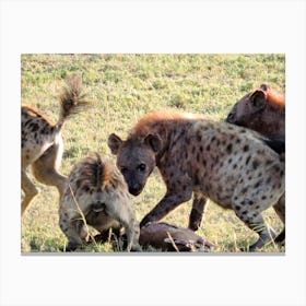 Fresh Hyenas Kill On The Serengeti, Tanzania (Africa Series) Canvas Print