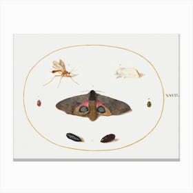 Two Moths, Two Chyrsalides, And Other Insects (1575–1580), Joris Hoefnagel Canvas Print