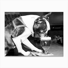 Boston Terrier Drinking Beer, Vintage Black and White Old Photo Canvas Print