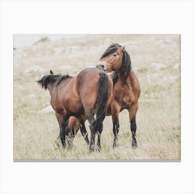 Two Horses Cleaning Each Other Canvas Print