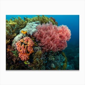 Coral Reef 1 Canvas Print