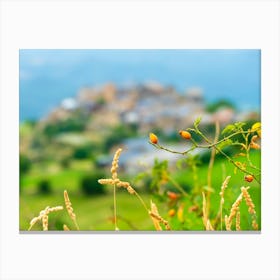 Some plants and in the background, Estamariu 202308161557149rt1pub Canvas Print