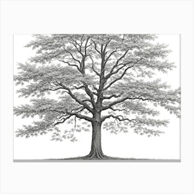 maple tree pencil sketch ultra detailed 5 Canvas Print