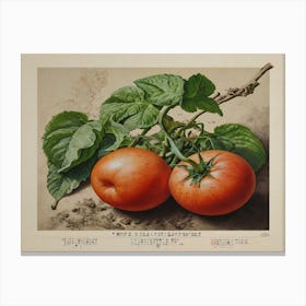 Two Tomatoes 2 Canvas Print