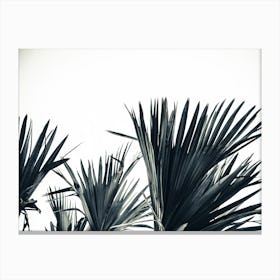 Palm Shade 3 Canvas Print