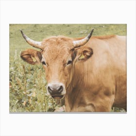 Brown Cow Scenery Canvas Print