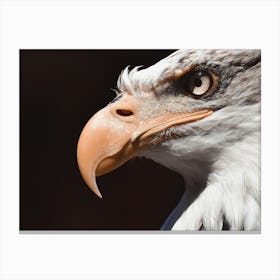 Bald Eagle Beak Canvas Print