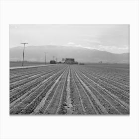 Salinas, California, Young Lettuce By Russell Lee Canvas Print