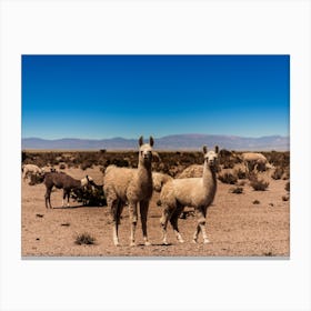 Llamas In The Desert Canvas Print
