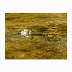 Bullfrog Floating In The Water Canvas Print