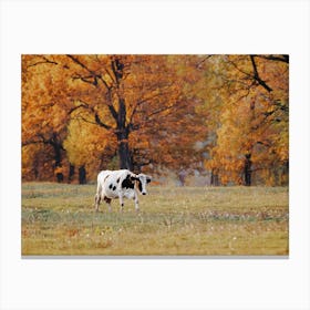 Cow In Autumn Field Canvas Print
