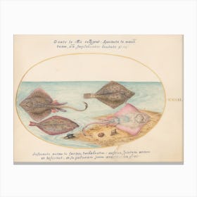 Aquatic And Shellfish Animals, Joris Hoefnagel (8) Canvas Print