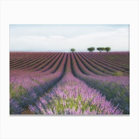 Velours De Lavender Canvas Print