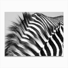 Two Zebra Males Canvas Print