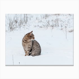 Winter Tabby Cat Canvas Print
