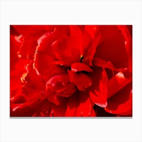 Red Peony Canvas Print