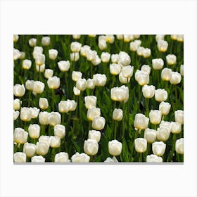 White Tulips 1 Canvas Print