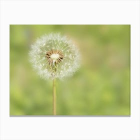 White Dandelion Blow Ball Canvas Print