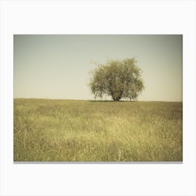 Single Tree In An Open Grassy Field Meadow Canvas Print