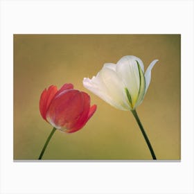 Red And White Tulips Canvas Print