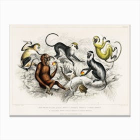 Red Orang Outang, Diana Monkey, Guereza Monket, Veried Monkey, Collared White Eyelid Monkey, And Green Monkey, Oliver Goldsmith Canvas Print