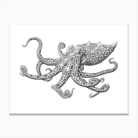 Blue Ringed Octopus Canvas Print