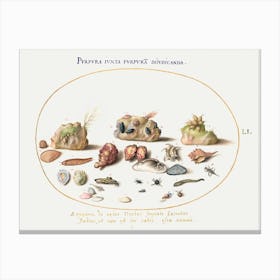 Murex Mollusks, Shells, Hermit Crabs, Slug, Insects And Other Sea Life (1575–1580), Joris Hoefnagel Canvas Print