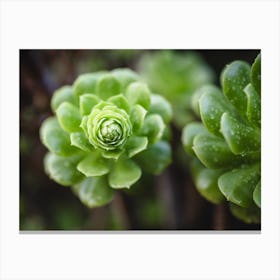 Close Up Of Green Succulents Canvas Print