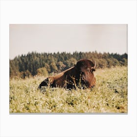 Buffalo In Lush Meadow Canvas Print