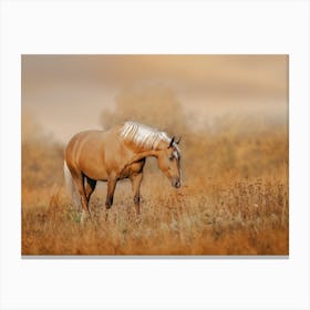 Palomino Horse Canvas Print