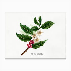 Coffea Arabica Canvas Print