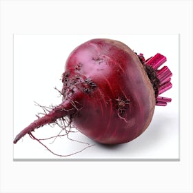 Beetroot isolated on white background. 9 Canvas Print