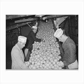 Inspecting Grapefruit On Conveyor, Grapefruit Juice Canning Plant, Weslaco,Texas By Russell Lee Canvas Print