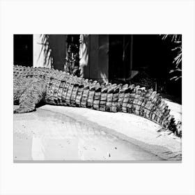 Scale Tail Canvas Print