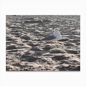 Seagull On The Beach Canvas Print