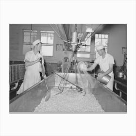 Tillamook Cheese Plant, Tillamook County, Oregon, Salting The Curd In Process Of Making Cheese By Russell Canvas Print