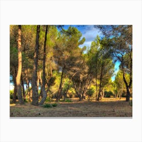 Evening Sun In The Pine Forest Canvas Print