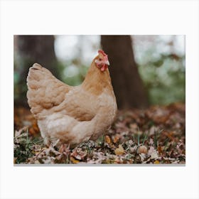 Fall Chicken Canvas Print