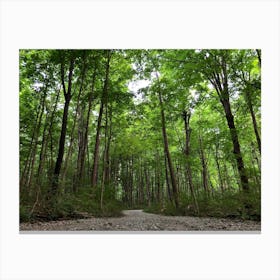 Gravel Road In The Woods Canvas Print