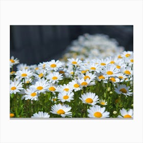 Daisy Field 3 Canvas Print