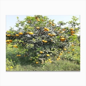 Orange Tree In An Orchard Canvas Print