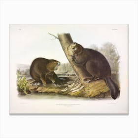 American Beaver, John James Audubon Canvas Print