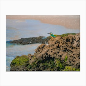 Common Kingfisher Alcedo Atthis Bird Sitting On The Sea Rock At The Beach In Israel Canvas Print