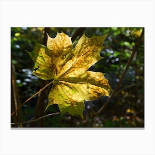 Golden-yellow maple leaf, autumn forest Canvas Print