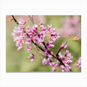 Springtime Buds In Pink Canvas Print
