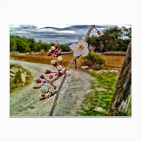 Blossoming Cherry Tree 20160218101rt1ppub Canvas Print