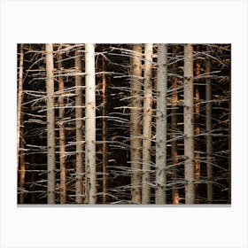 Spruce Forest Bark Branch Canvas Print