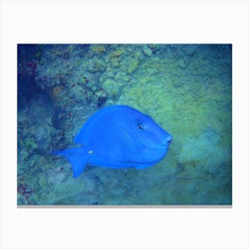 Blue Tang Canvas Print