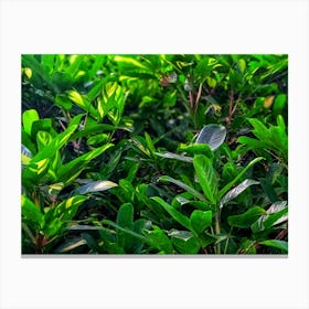 Green house plant leaves Canvas Print