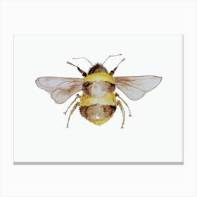 Bumble Bee 1 Canvas Print